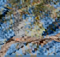 Greenough River Nature Trail - Accommodation Southport