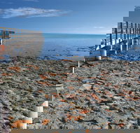 Hamelin Pool Stromatolites - Accommodation Southport