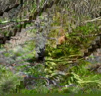 Hopetoun Falls Walking Track