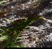 Langwarrin Flora and Fauna Reserve Walking Trails - Accommodation Southport