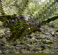 Mitchell River Walking Track - Accommodation Southport