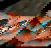 Opalton - Accommodation Southport