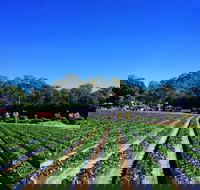 Palmview - Accommodation Southport