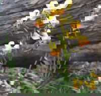 Dawn Atwell Nature Reserve - Accommodation Southport