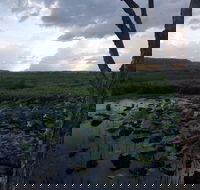 Fogg Dam Conservation Reserve - Southport Accommodation