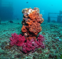 HMAS Brisbane Dive Site - Southport Accommodation