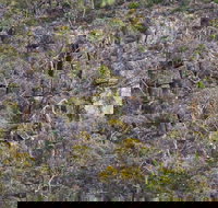 Horsnell Gully and Giles Conservation Parks - Accommodation Southport