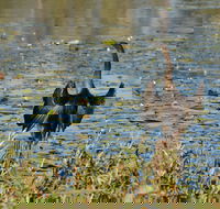 Lake Apex Park - Southport Accommodation
