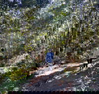 Lyrebird Circuit Walk - Southport Accommodation