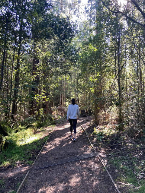 Lyrebird Circuit Walk - Accommodation Southport 0