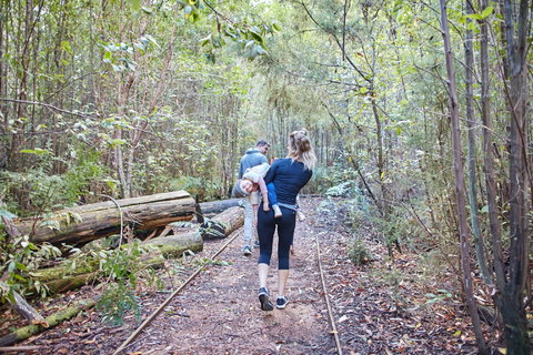 Lyrebird Circuit Walk - Accommodation Southport 1