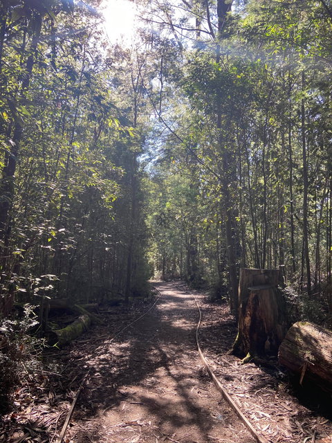 Lyrebird Circuit Walk - Accommodation Southport 2