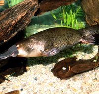 Platypus House - Southport Accommodation
