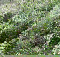 Snowgum Walking Track