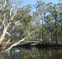 Wongi State Forest - Southport Accommodation