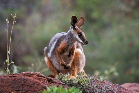 Arkaroola Wilderness Sanctuary - Southport Accommodation 0