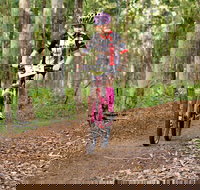 Bom Bom State Forest Mountain Bike Trails - Southport Accommodation