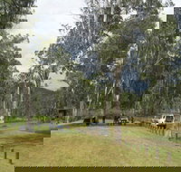 Chaelundi National Park - Southport Accommodation