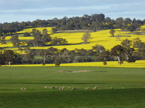Fini Olives - Southport Accommodation 0