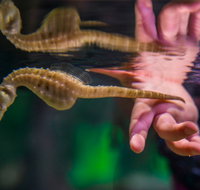 Seahorse World - Southport Accommodation