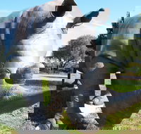 Tailem Bend Rhino Park and Dickson Reserve - Accommodation Southport