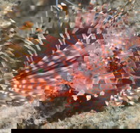 The Seaway Dive Site - Accommodation Southport