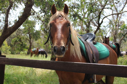 The Ranch - Accommodation Southport 2