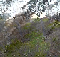 Tolmer Rocks - Mount Boothby Conservation Park - Accommodation Southport