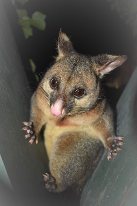 Umpherston Possum Tours - Southport Accommodation 1