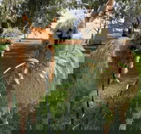 Visit an alpaca farm and get up and personal with these gentle and unique animals - Southport Accommodation