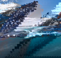 Whale Watching - Accommodation Southport