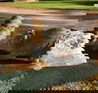 Wombat Statues Moonta - Accommodation Southport