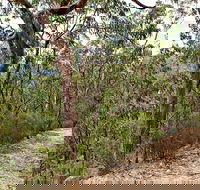 Yango Walking Track - Southport Accommodation