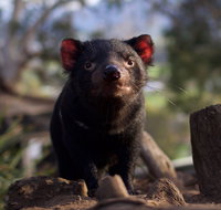 Bonorong Wildlife Sanctuary - Southport Accommodation
