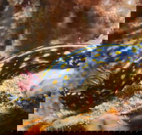 Cochrane Artificial Reef Dive Site - Southport Accommodation