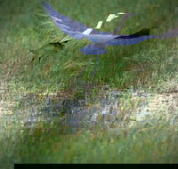 Germein Reserve - Southport Accommodation