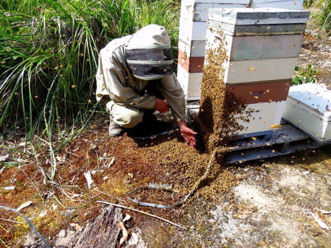Honey Tasmania - The Beehive - Southport Accommodation 0