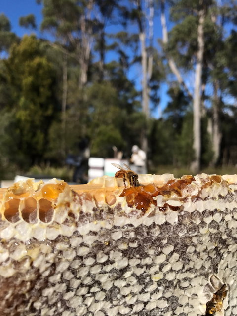 Honey Tasmania - The Beehive - Southport Accommodation 1