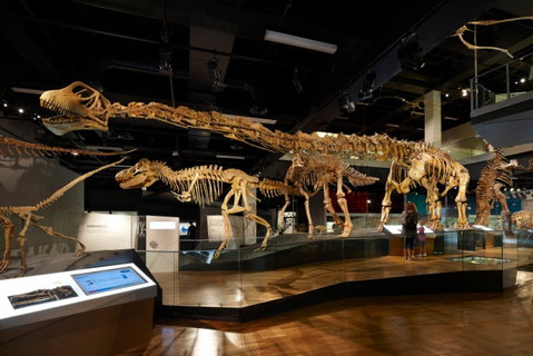 Melbourne Museum - Accommodation Southport 1