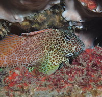 Nine Mile Reef Dive Site - Southport Accommodation