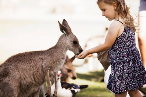 Oakvale Wildlife Park - Southport Accommodation 1