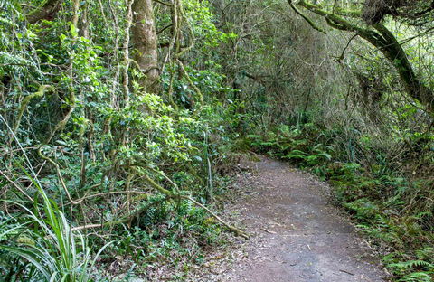 Rainforest Walking Track, Roberston Nature Reserve - Southport Accommodation 0