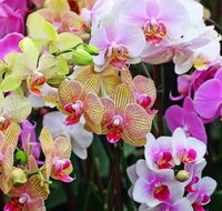 Tinonee Orchid Nursery - Southport Accommodation