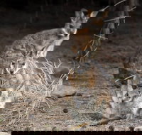 Bald Hill Walk - Cape Gantheaume Conservation Park - Accommodation Southport