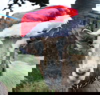 Bream Creek Farmers Market - Southport Accommodation