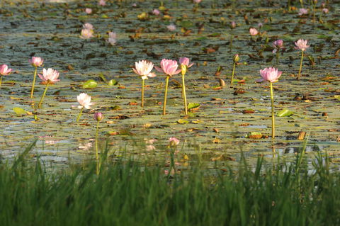 Condamine - Southport Accommodation 2
