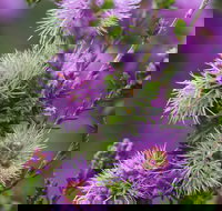 Ethel Daw Scenic Drive - Accommodation Southport