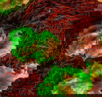 Ghost Mushroom Lane - Southport Accommodation