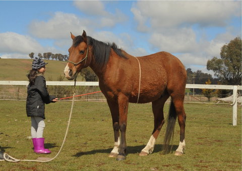 Horses Teaching Humans - Accommodation Southport 2