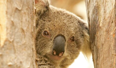 Koala Reserve - Southport Accommodation 0